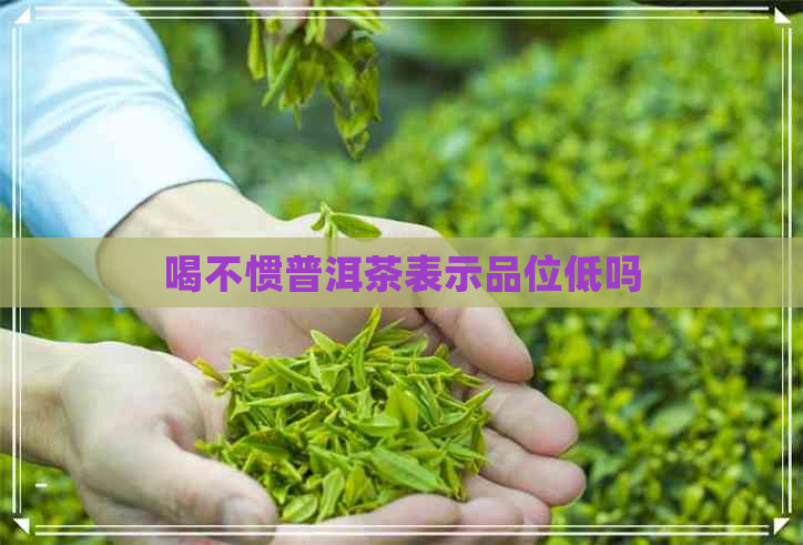 喝不惯普洱茶表示品位低吗