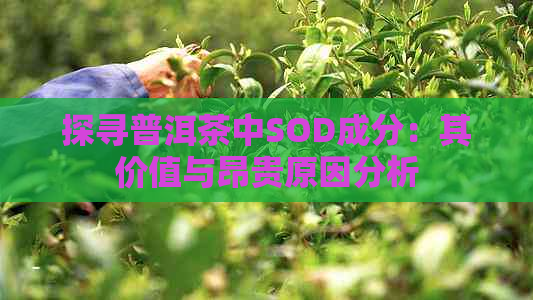 探寻普洱茶中SOD成分：其价值与昂贵原因分析