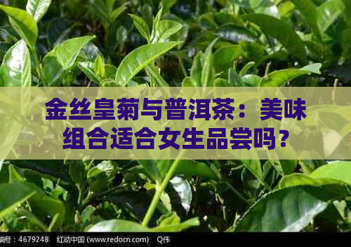 金丝皇菊与普洱茶：美味组合适合女生品尝吗？