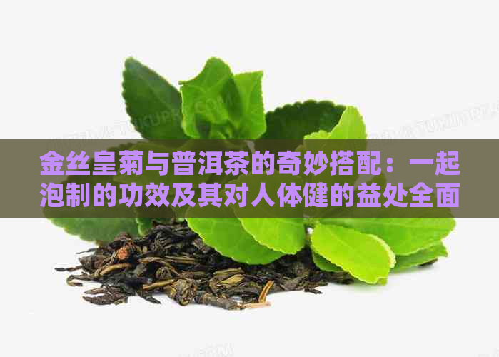 金丝皇菊与普洱茶的奇妙搭配：一起泡制的功效及其对人体健的益处全面解析