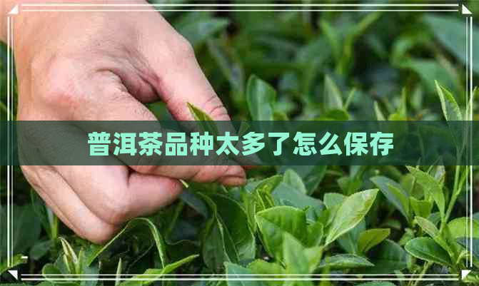 普洱茶品种太多了怎么保存