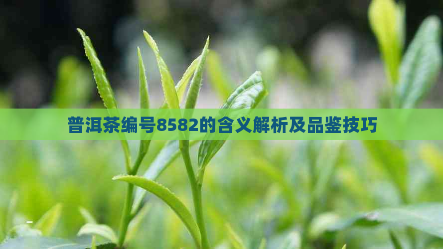 普洱茶编号8582的含义解析及品鉴技巧