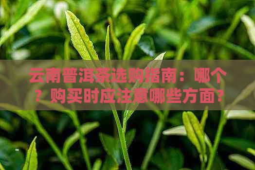 云南普洱茶选购指南：哪个？购买时应注意哪些方面？