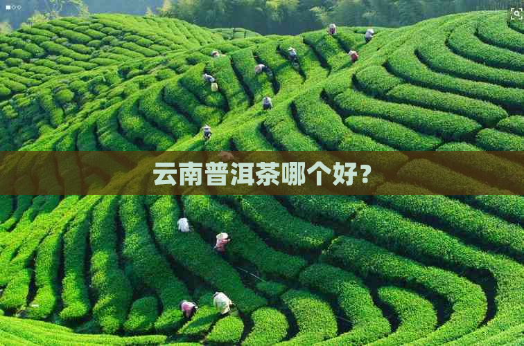 云南普洱茶哪个好？