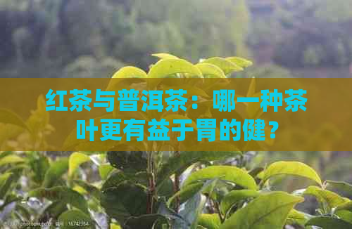 红茶与普洱茶：哪一种茶叶更有益于胃的健？