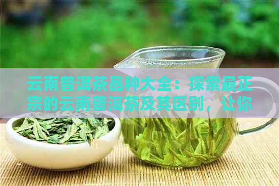 云南普洱茶品种大全：探索最正宗的云南普洱茶及其区别，让你轻松辨别真伪