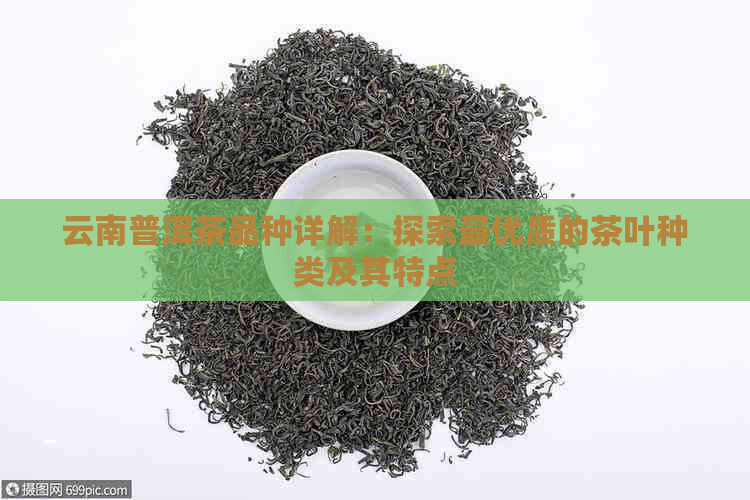 云南普洱茶品种详解：探索更优质的茶叶种类及其特点