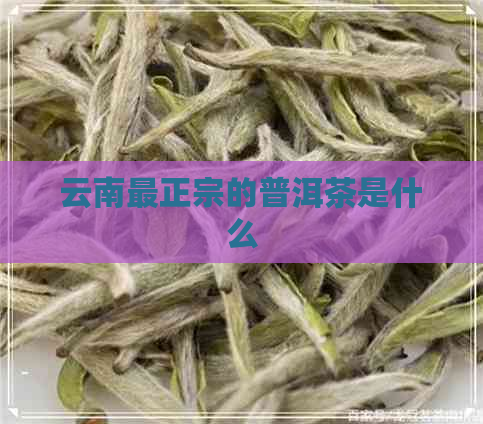 云南最正宗的普洱茶是什么