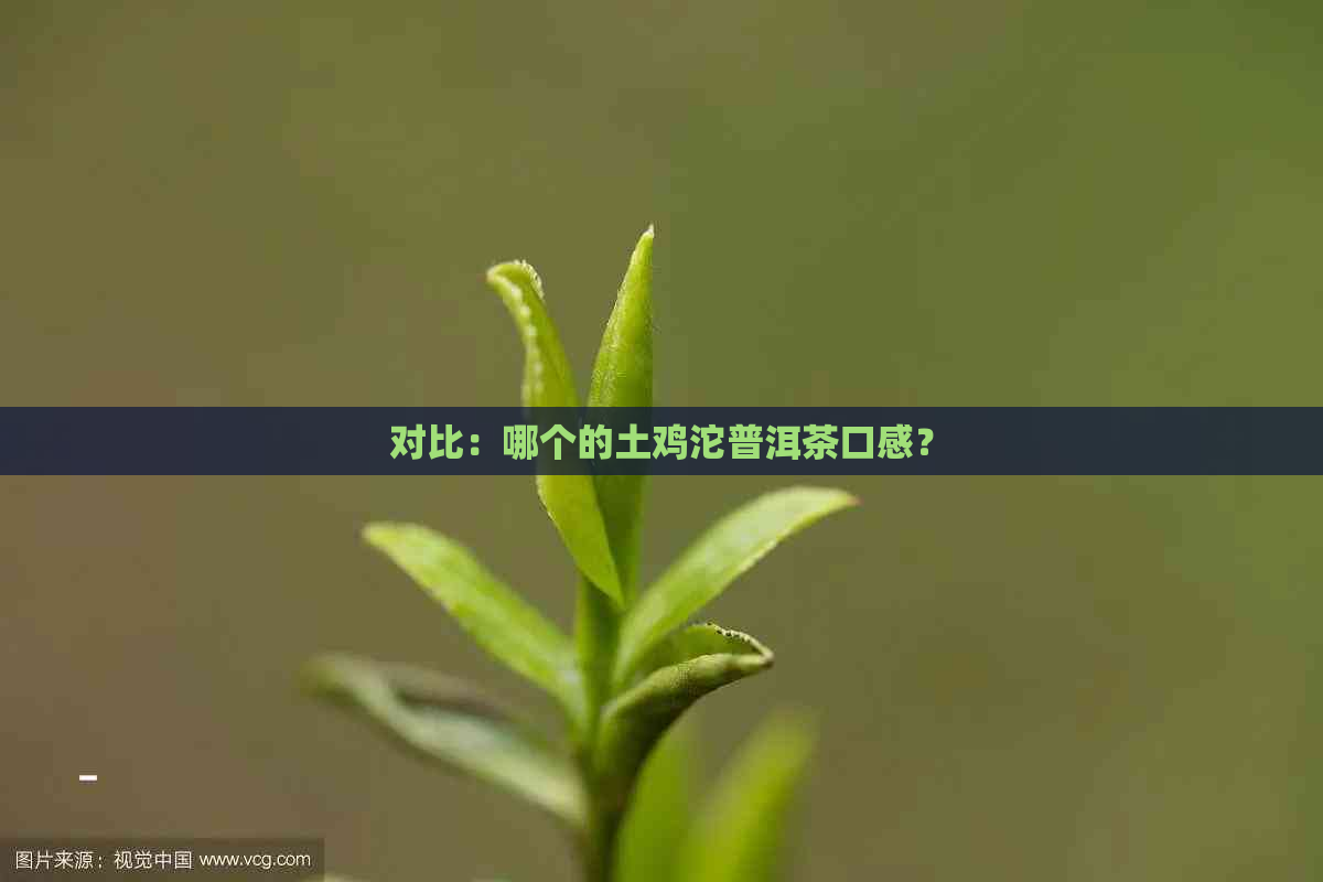 对比：哪个的土鸡沱普洱茶口感？