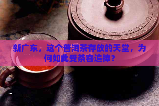 新广东，这个普洱茶存放的天堂，为何如此受茶客追捧？