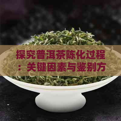 探究普洱茶陈化过程：关键因素与鉴别方法的深度解析