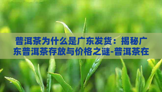 普洱茶为什么是广东发货：揭秘广东普洱茶存放与价格之谜-普洱茶在广东