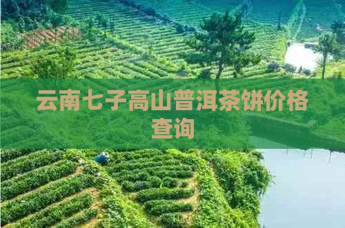 云南七子高山普洱茶饼价格查询