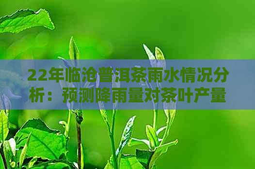 22年临沧普洱茶雨水情况分析：预测降雨量对茶叶产量和质量的影响