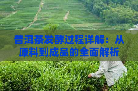 普洱茶发酵过程详解：从原料到成品的全面解析