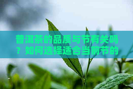 普洱茶的品质与节有关吗？如何选择适合当前节的普洱茶？