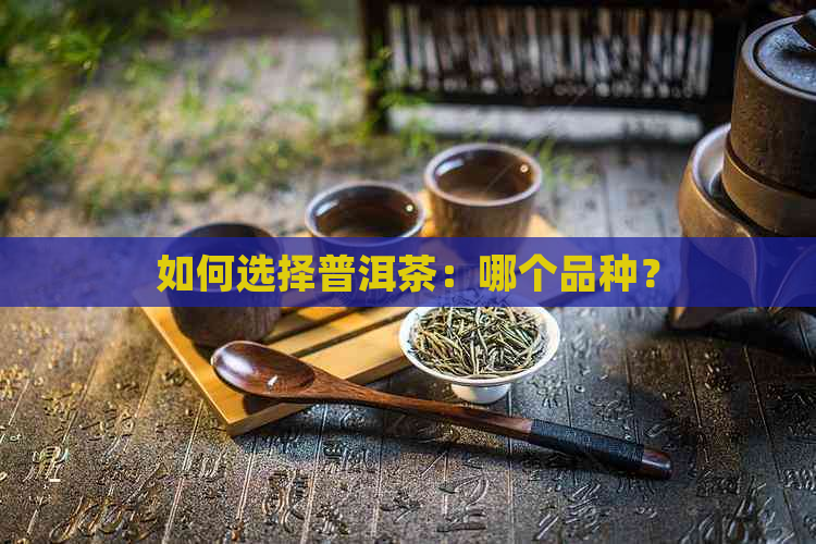 如何选择普洱茶：哪个品种？