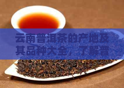 云南普洱茶的产地及其品种大全，了解普洱茶的全方位指南