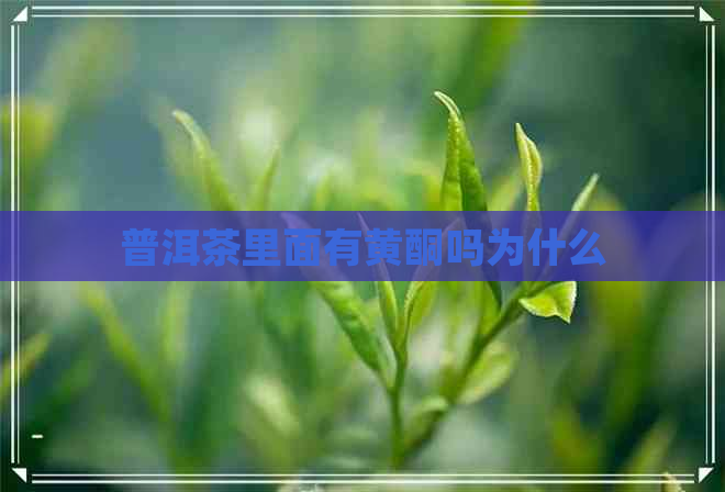 普洱茶里面有黄酮吗为什么