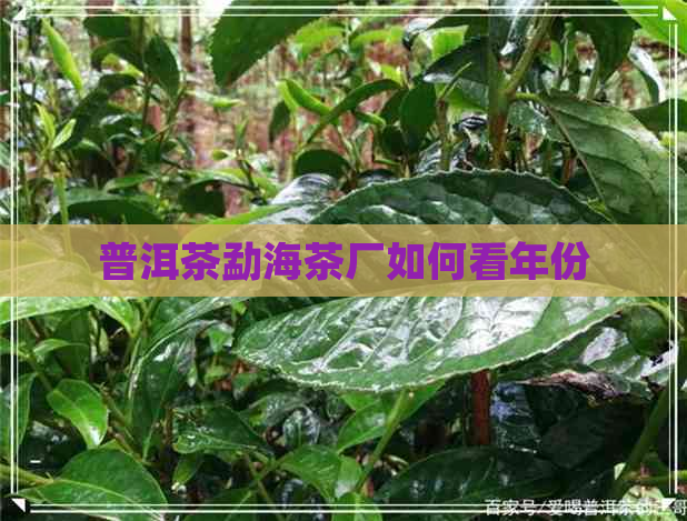 普洱茶勐海茶厂如何看年份