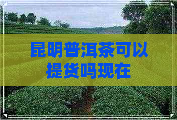 昆明普洱茶可以提货吗现在