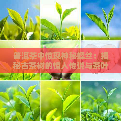 普洱茶中惊现神秘螺丝：揭秘古茶树的惊人传说与茶叶品质之源