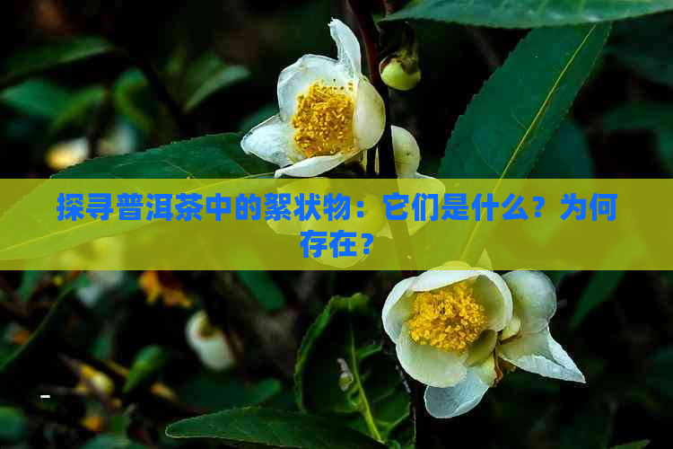 探寻普洱茶中的絮状物：它们是什么？为何存在？