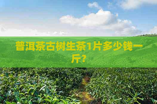 普洱茶古树生茶1片多少钱一斤？