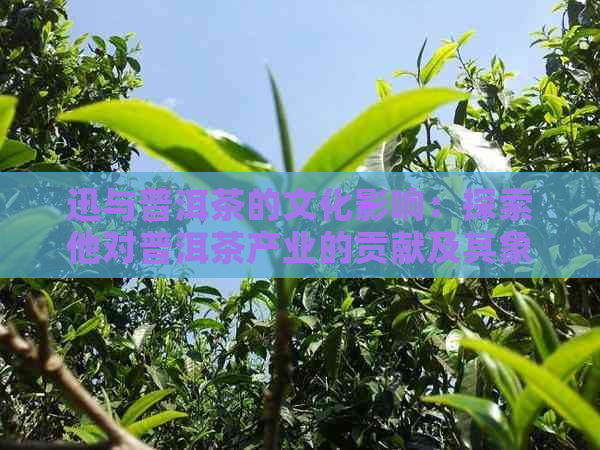 迅与普洱茶的文化影响：探索他对普洱茶产业的贡献及其象征意义