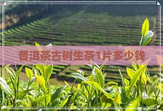 普洱茶古树生茶1片多少钱