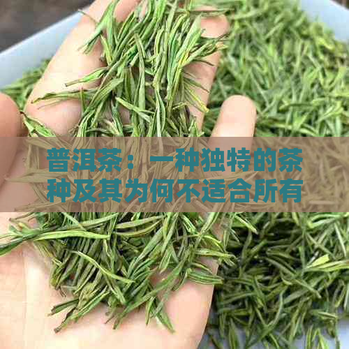 普洱茶：一种独特的茶种及其为何不适合所有人饮用的原因