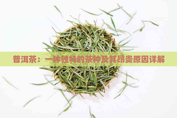 普洱茶：一种独特的茶种及其昂贵原因详解