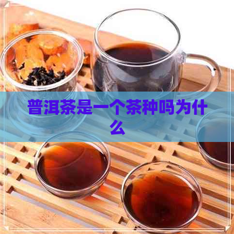 普洱茶是一个茶种吗为什么