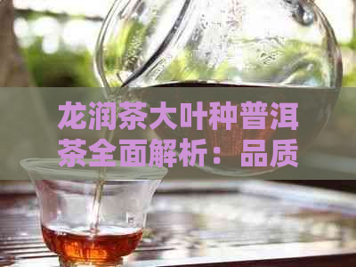 龙润茶大叶种普洱茶全面解析：品质、口感、冲泡与收藏，看这一篇就够了！