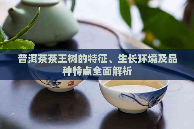 普洱茶茶王树的特征、生长环境及品种特点全面解析