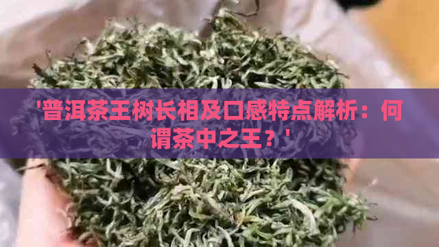 '普洱茶王树长相及口感特点解析：何谓茶中之王？'