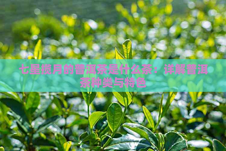 七星揽月的普洱茶是什么茶：详解普洱茶种类与特色