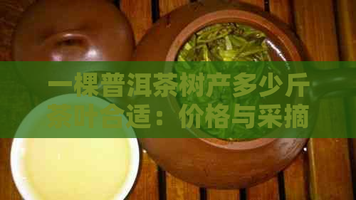 一棵普洱茶树产多少斤茶叶合适：价格与采摘量解析