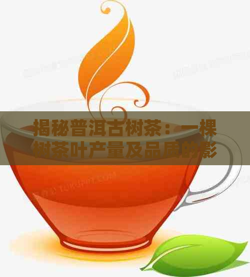 揭秘普洱古树茶：一棵树茶叶产量及品质的影响因素分析