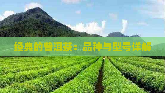 经典的普洱茶：品种与型号详解