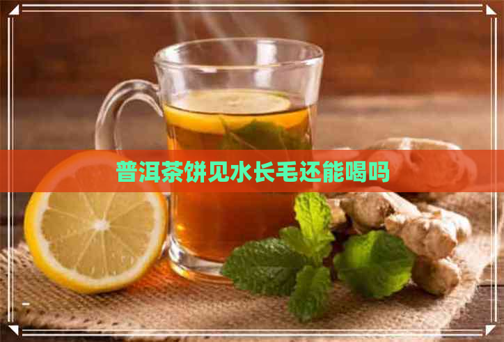 普洱茶饼见水长毛还能喝吗