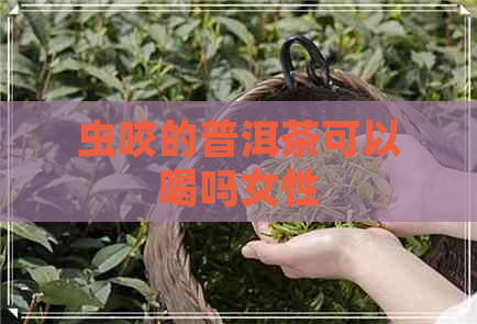 虫咬的普洱茶可以喝吗女性