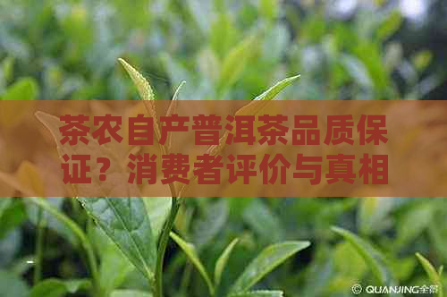 茶农自产普洱茶品质保证？消费者评价与真相解析