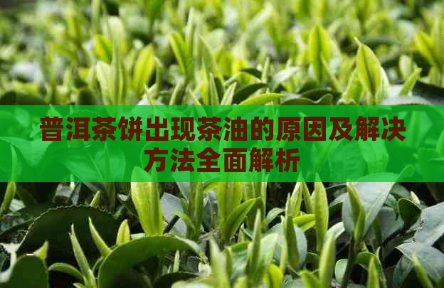 普洱茶饼出现茶油的原因及解决方法全面解析