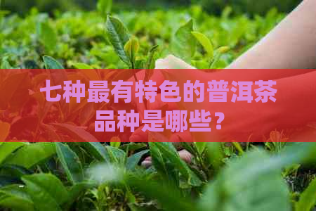 七种最有特色的普洱茶品种是哪些？