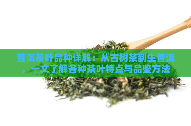 普洱茶叶品种详解：从古树茶到生普洱，一文了解各种茶叶特点与品鉴方法