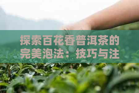 探索百花香普洱茶的完美泡法：技巧与注意事项