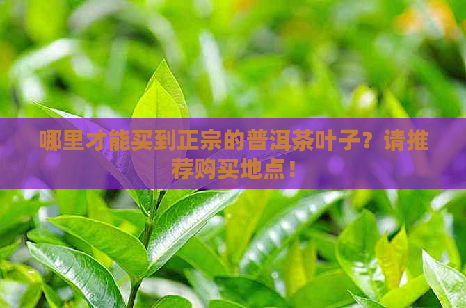 哪里才能买到正宗的普洱茶叶子？请推荐购买地点！