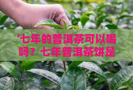 '七年的普洱茶可以喝吗？七年普洱茶饼是否可饮用？'