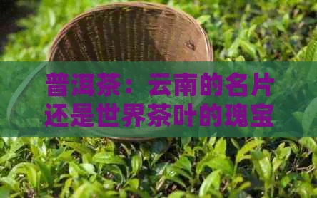 普洱茶：云南的名片还是世界茶叶的瑰宝？为什么它如此受欢迎？